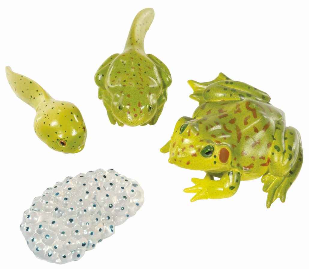 53656_a_Wetenschap Biologie Levenscyclus Kikker 3D Figuren
