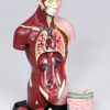 Kleine Torso (27 cm) - Afbeelding 2