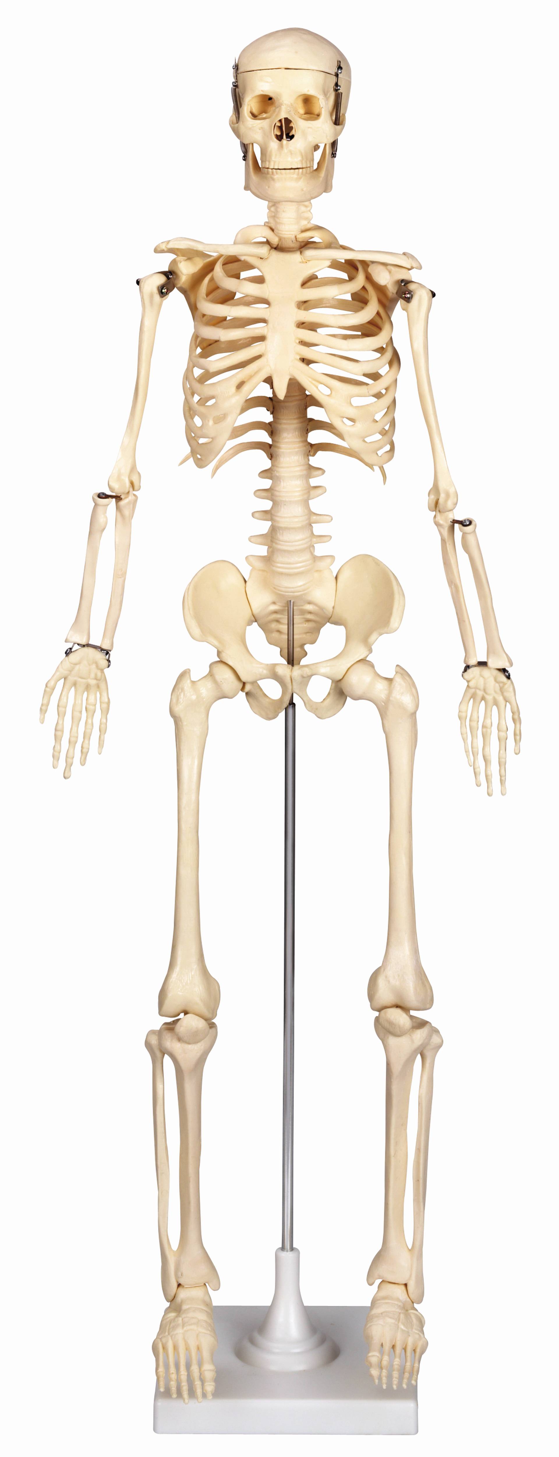 Fonkelnieuw Menselijk Skelet - School Concept B.V. PQ-95