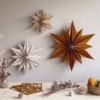 EduSpruce Denneboom - Afbeelding 5