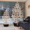 EduSpruce Denneboom - Afbeelding 3