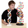 XL Model DNA, hoogte  60 cm, dia 20 cm