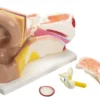 XL Model van het oor - Afbeelding 2