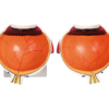 XL Model van het oog - Afbeelding 3