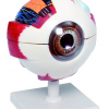 XL Model van het oog Dia 16cm Hoog 21cm
