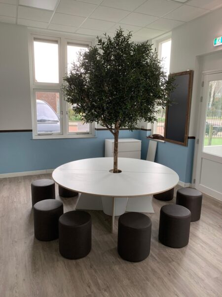 Olijfboom 210cm - Afbeelding 3