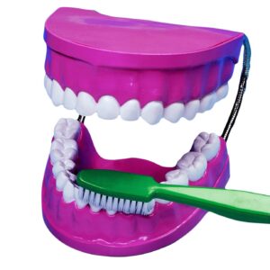 Groot roze tandenborstelmodel met gebit en groene tandenborstel voor het leren tandenpoetsen.