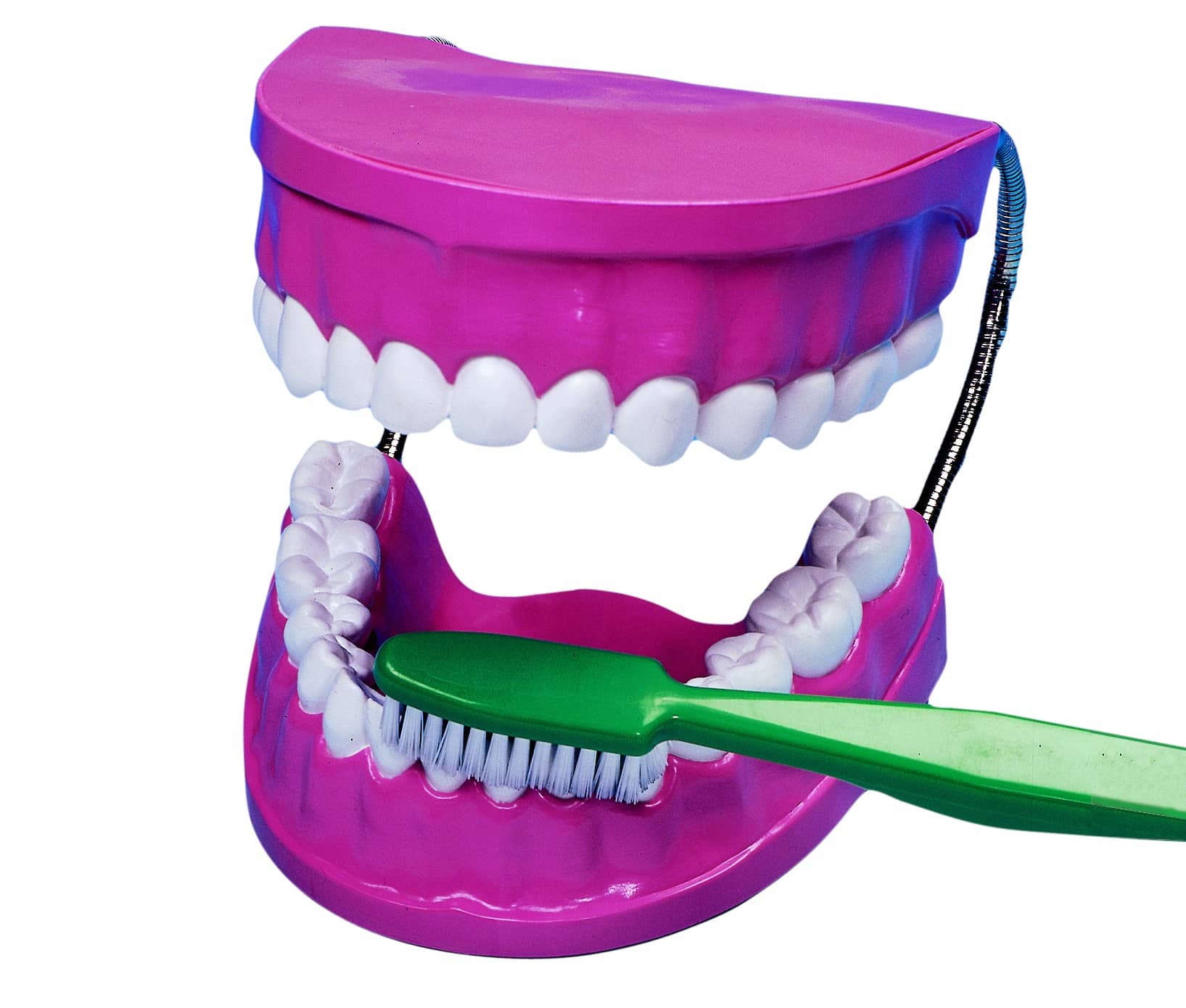 Groot roze tandenborstelmodel met gebit en groene tandenborstel voor het leren tandenpoetsen.