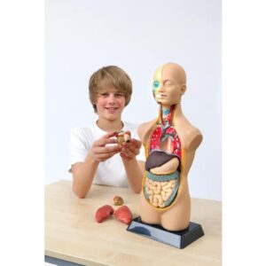 Anatomisch model van het menselijk lichaam (50 cm) met uitneembare organen, gebruikt door een kind voor educatie.