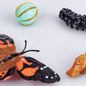 Levenscyclus van de vlinder met vier plastic figuren: ei, rups, pop en vlinder in levendige kleuren.