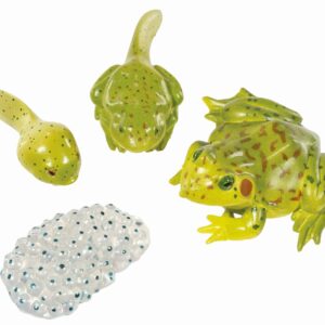 Levenscyclus van de kikker met 4 kunststof figuren: ei, kikkervisje en kikker in groene tinten.