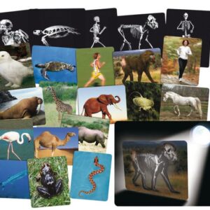 Röntgen Set Mens & Dier met 16 röntgenbeelden van skeletten van mensen en dieren voor anatomisch onderwijs.