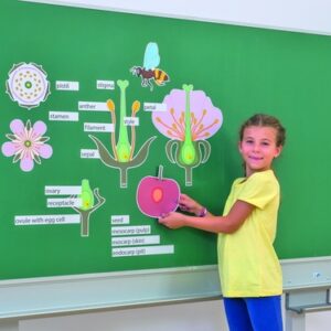 Magnetische kaarten met kersenbloesem, inclusief bloemenstructuur en labels, gebruikt door een meisje aan een schoolbord.