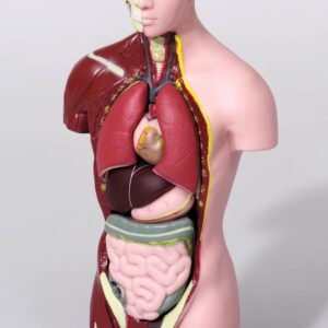 Gedetailleerd model van het menselijk lichaam (27 cm) met zichtbare interne organen en uitneembare onderdelen.