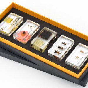 Levenscyclus honingbij in vijf transparante blokken: ei, larve, pop, volwassen bij en honingraat, gepresenteerd in een doos.