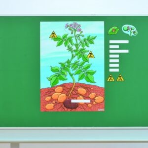 Magnetische kaart van een aardappelplant met knollen, labels en illustraties op een groene achtergrond.
