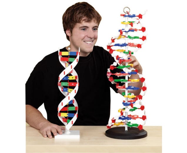 XL DNA-model van 60 cm hoog, met duidelijke dubbele helix en kleurrijke basen voor educatieve doeleinden.