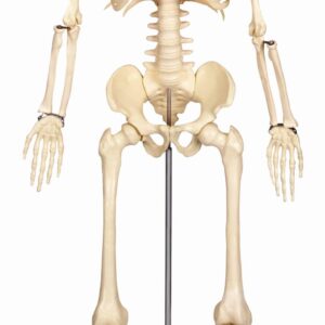 21-delig menselijk skeletmodel van 80 cm hoog, toont botten, gewrichten en wervels voor biologielessen.