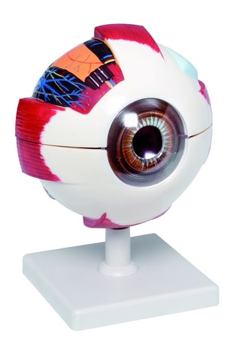Groot anatomisch model van het menselijk oog met gedetailleerde spieraanhechtingen en interne structuren, op standaard.