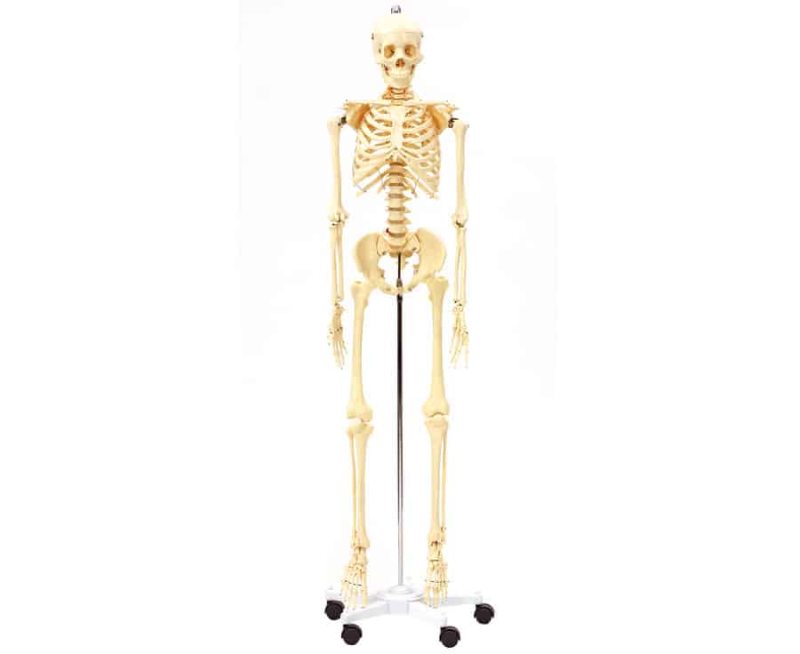 Levensgroot skeletmodel op een mobiele standaard, gedetailleerde weergave van menselijke botstructuur.