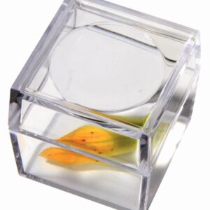 Transparante vitrine loep met een gele bloem in vloeistof, ideaal voor het bestuderen van kleine objecten.