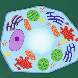 Educatieve set van een plantaardige cel met onderdelen zoals celwand, celkern en chloroplasten in verschillende kleuren.