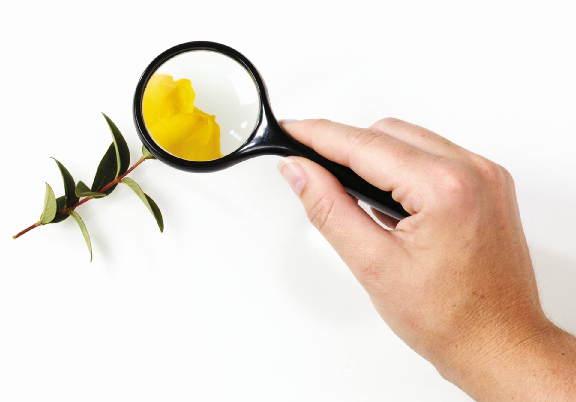 Grote steelloep in hand, vergroot een gele bloem en bladeren, ideaal voor het ontdekken van details in de natuur.