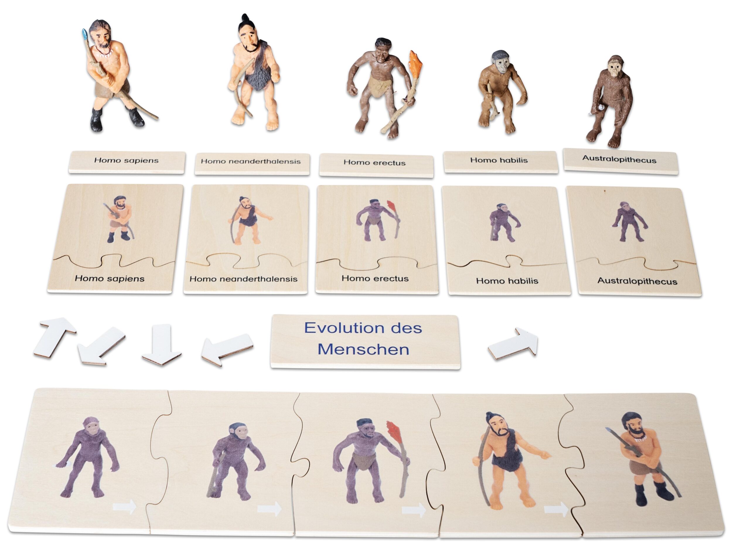 Educatief puzzelspel over de evolutie van de mens met figuren en houten puzzelstukken van verschillende menssoorten.