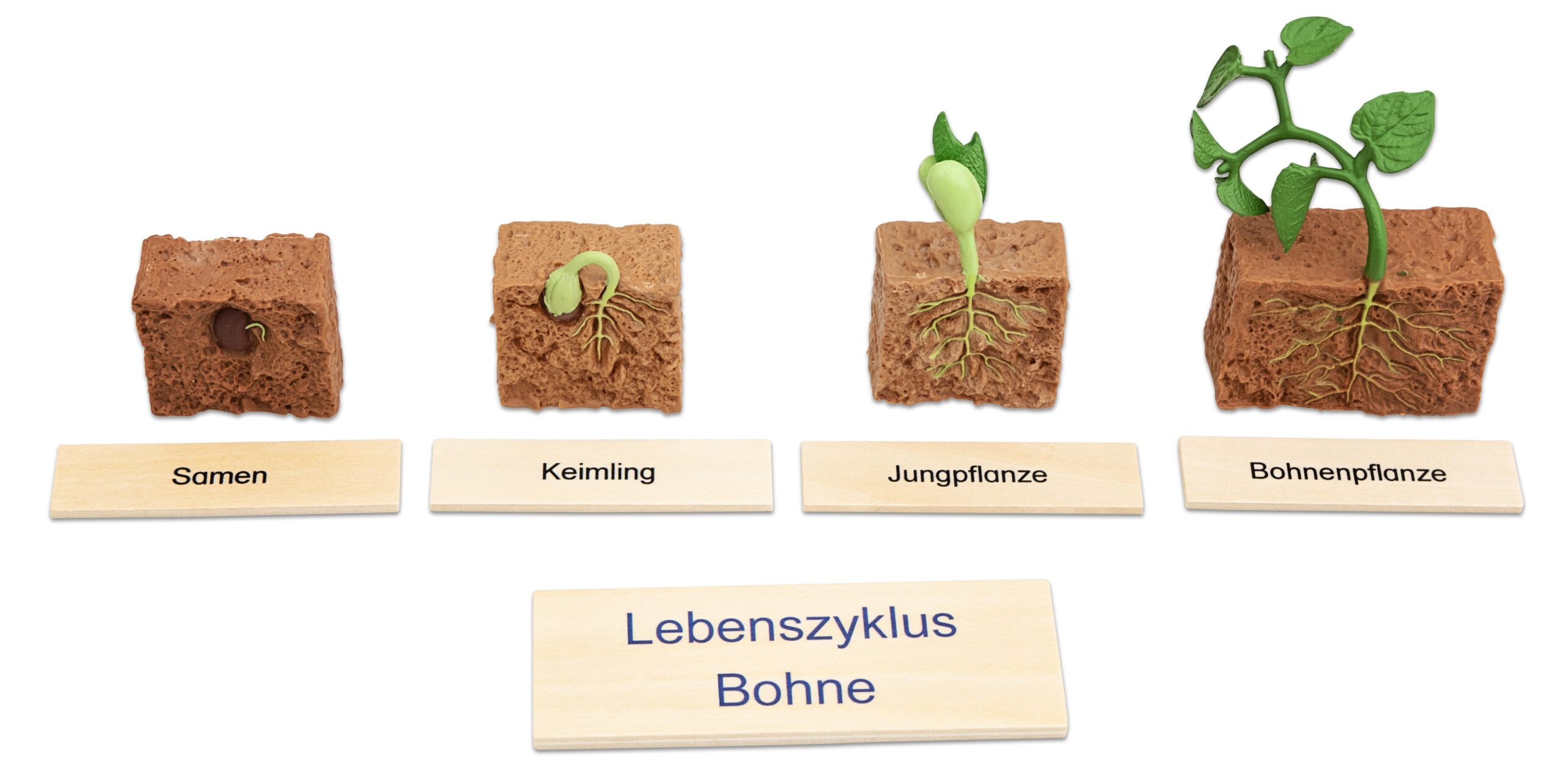 Levenscyclus van een boon: zaad, kiemplant, jongplant en volwassen plant met bijbehorende labels.